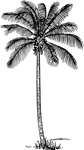 coconut-tree-drawing-8